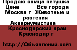 Продаю самца петушка › Цена ­ 700 - Все города, Москва г. Животные и растения » Аквариумистика   . Краснодарский край,Краснодар г.